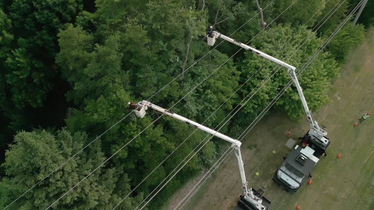 Best Tree Cabling and Bracing  in Dublin, PA